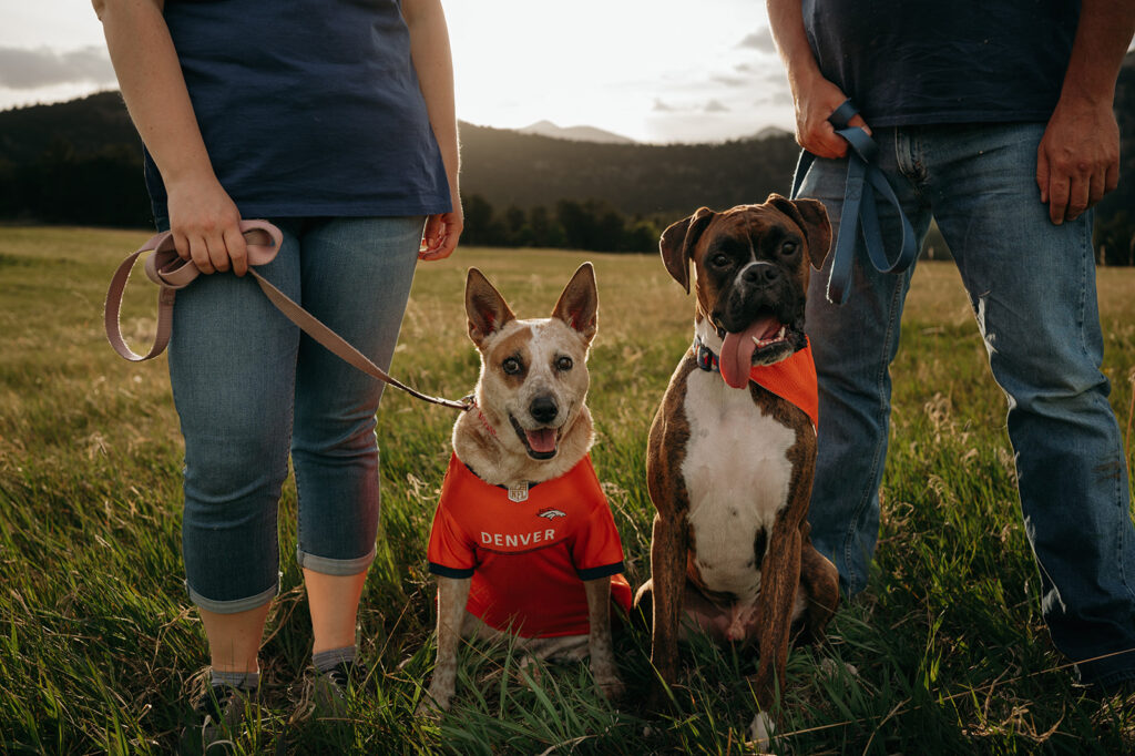 two dogs at engagement session in colorado. best colorado wedding photographers